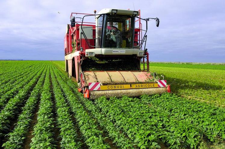 Avec 65 200 ha en 2013, les surfaces consacrées aux légumes de conserve et surgelés ont reculé de 2 %.