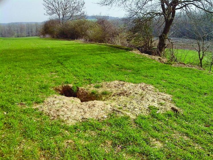 Derrière une apparence inoffensive, le blaireau est un redoutable opportuniste.