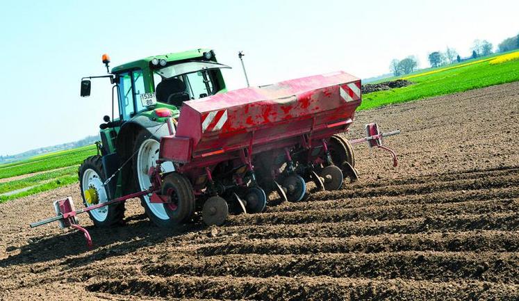 Pour la campagne 2015-2016, ce seront 12 250 ha qui seront cultivés pour une production estimée à hauteur de 670 000 tonnes.