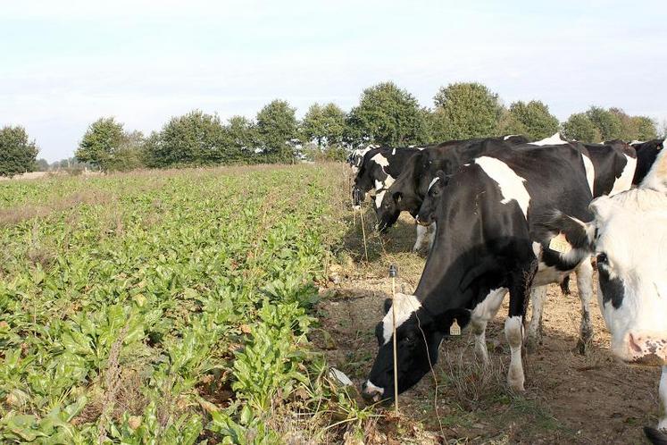 Le pâturage des betteraves est souvent pratiqué à partir du mois d’août afin de pallier le manque d’herbe à cette période et se poursuit en automne.