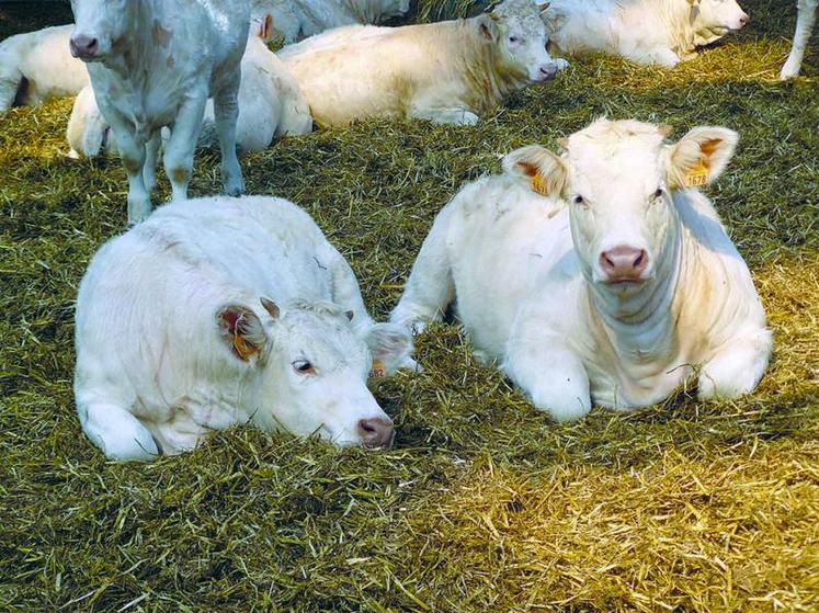 365 élevage bovins, 9 élevage porcins et  poulaillers pourraient être touchés par l’intégration de la vallée de l’Authie en zone vulnérable.