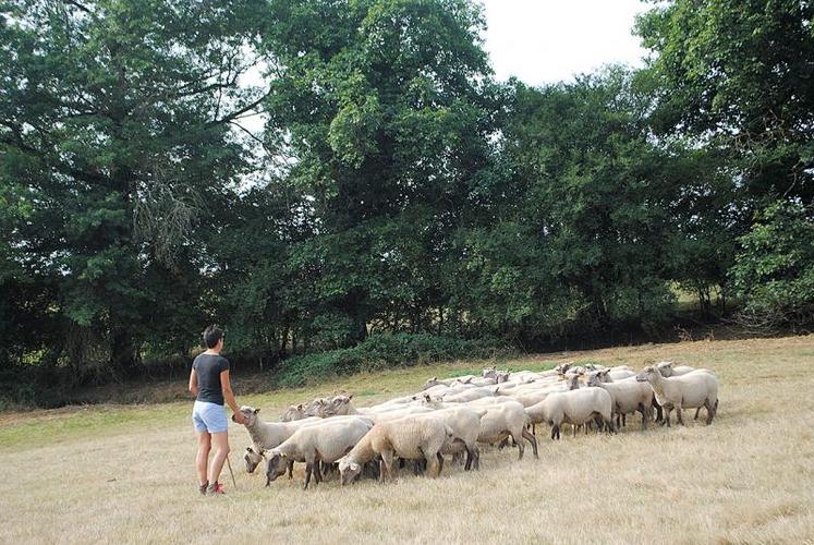 Le manque d’herbe entraine une baisse du nombre d’agneaux à naître.