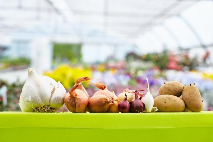 La vente des plants potagers est considérée comme un achat de première nécessité, donc les horticulteurs peuvent ouvrir à nouveau. Mais difficile pour eux de faire respecter les mesures barrières…