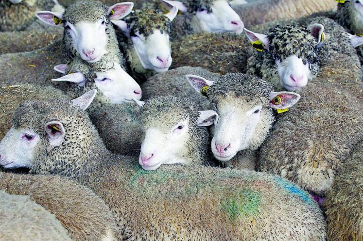 La production et la consommation françaises de viande ovine ne cessent de chuter. La France est très déficitaire en viande ovine et en importe 57 % de sa consommation. Face à ce constat, l’Institut de l’élevage a engagé des réflexions pour en conserver une production significative.