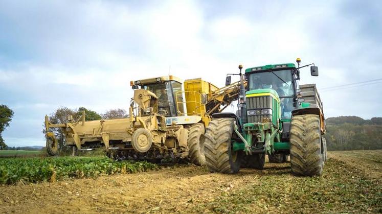 Dans la plupart des sucreries, les dates d’arrachage ont été repoussées pour accorder un délai supplémentaire de croissance aux betteraves.