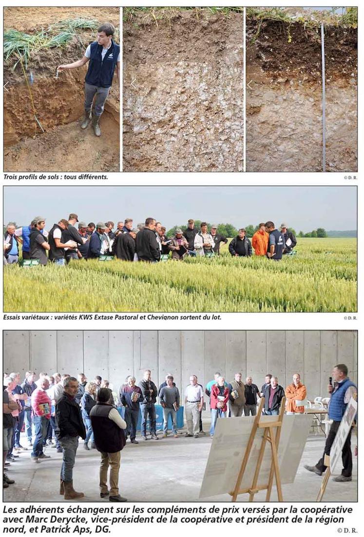 Essais variétaux : variétés KWS Extase Pastoral et Chevignon sortent du lot.