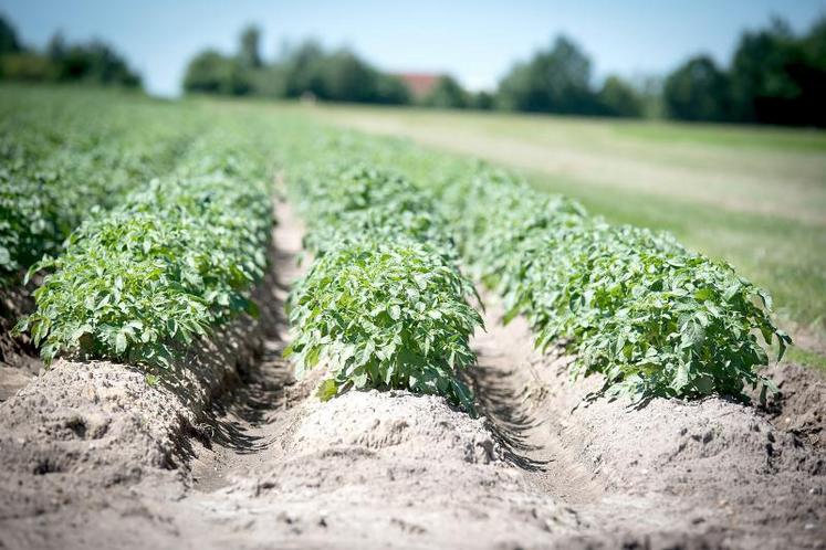 Lutte contre le mildiou, fertilisation azotée, désherbage, techniques alternatives au défanage... : dans tous les secteurs, la filière est à la recherche de solutions.