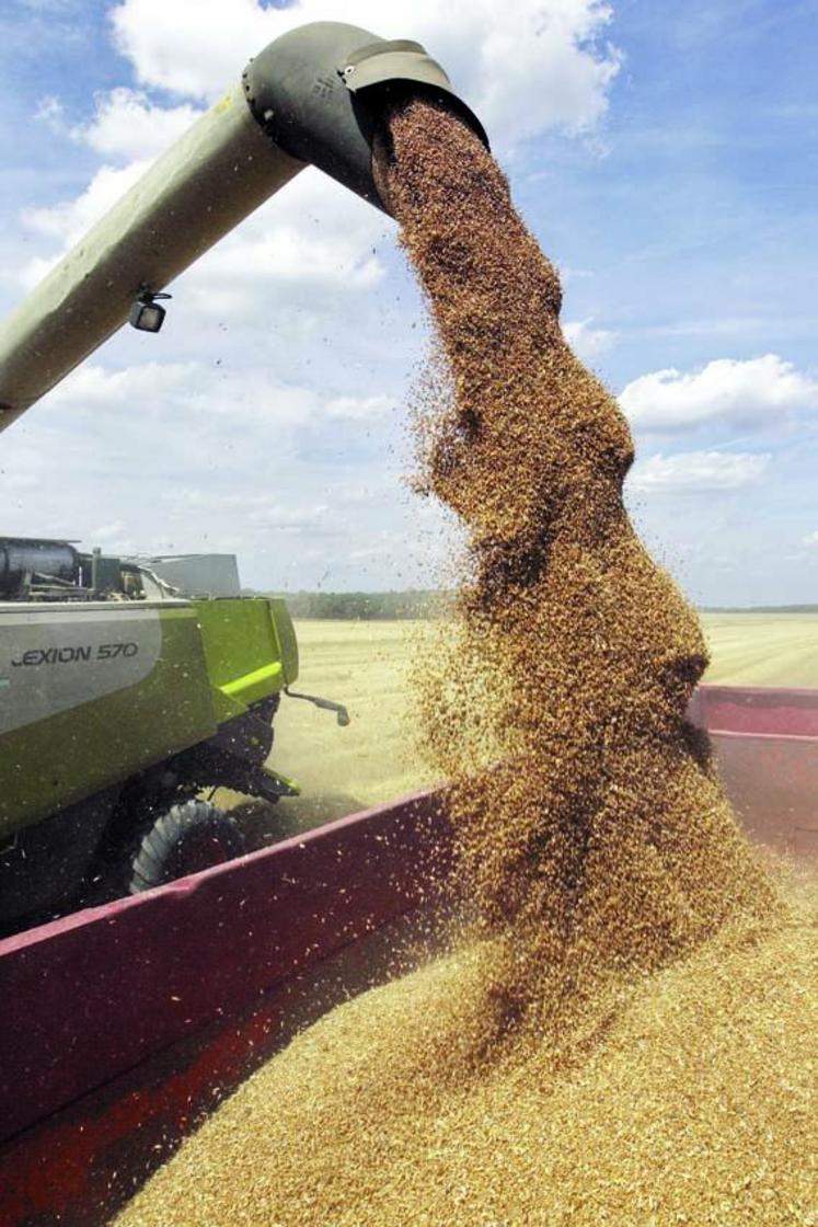 Les rendements annoncés se situent le plus souvent dans 
la fourchette 90 à 95 quintaux voire plus.