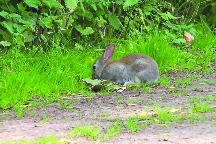 Le tir de bon nombre d'espèces dont le lapin a été simplifié.