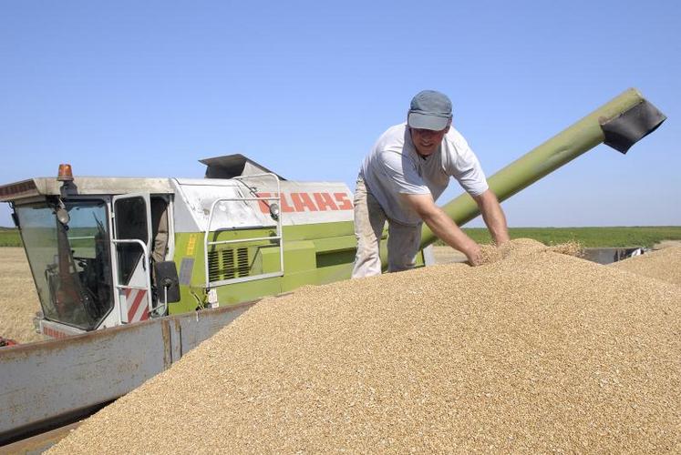 70 % des 700 millions de tonnes de blé produites dans le monde servent à nourrir directement les hommes, soit environ 480 millions de tonnes. La part dédiée à l’alimentation animale est de l’ordre d’environ 20 %, soit près de 135 millions de tonnes, dont 50 millions de tonnes uniquement au sein de l’Union européenne.