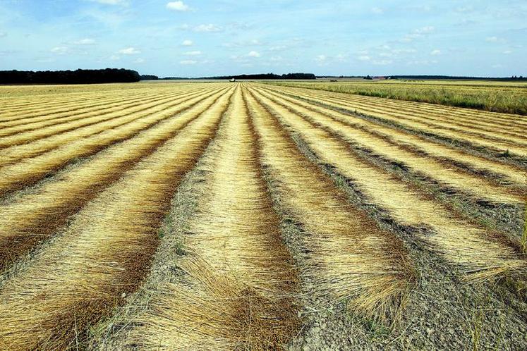 Le rendement paille de cette récolte devrait dépasser les 8 tonnes.