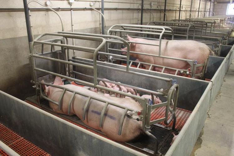 Pour son développement futur, la filière mise principalement sur la segmentation du marché. Elle souhaite notamment travailler sur la gestion des sigles officiels de qualité : Label rouge, IGP, Agriculture biologique... 