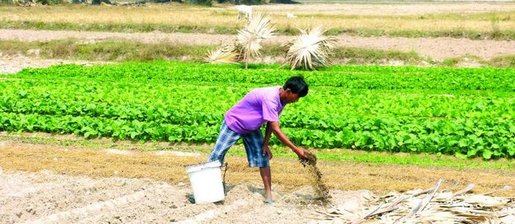 La diversification est une réflexion commune à toutes les agricultures du monde. Telle est une des voies empruntées par la Fédération des agriculteurs et des entrepreneurs pour le Cambodge.