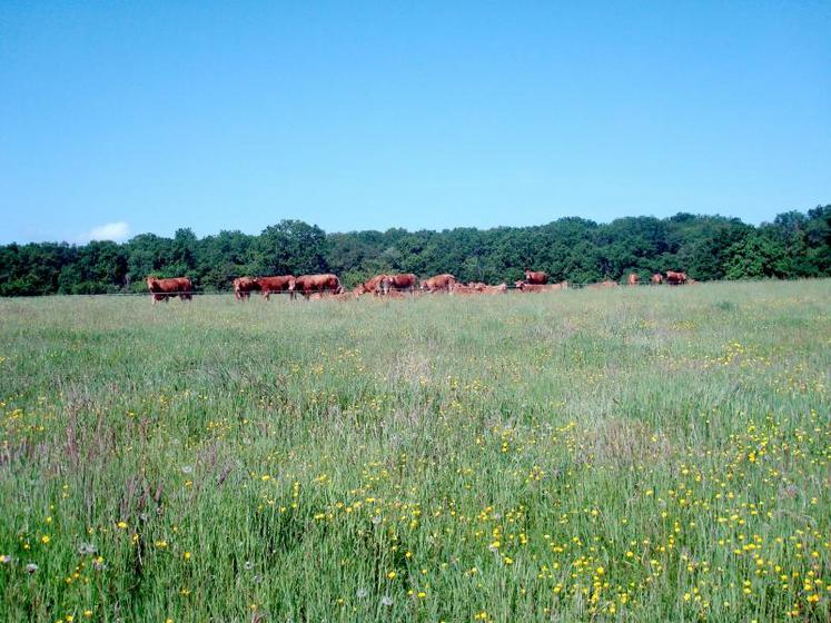 La présence d’adventices doit être contenue. 