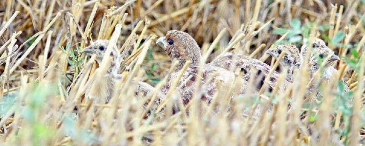 Un plan de sauvetage a été mis en place, qui consiste à récupérer les œufs de perdrix dans les nids abandonnés 
et dans les secteurs à risque.
