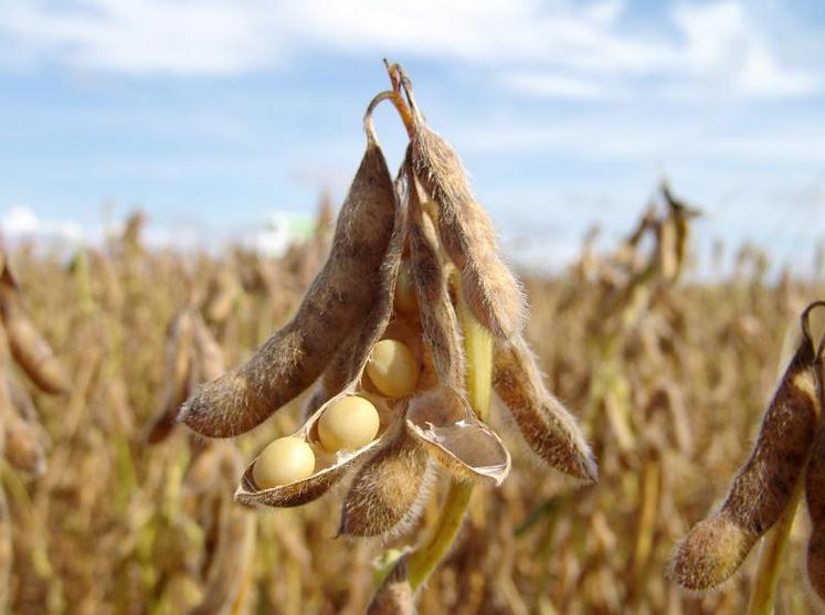 En moyenne, les élevages les plus efficaces produisent 100 000 litres de lait avec 6 000 kg de MAT en moins que ceux moins efficaces, soit environ 12 t de soja.