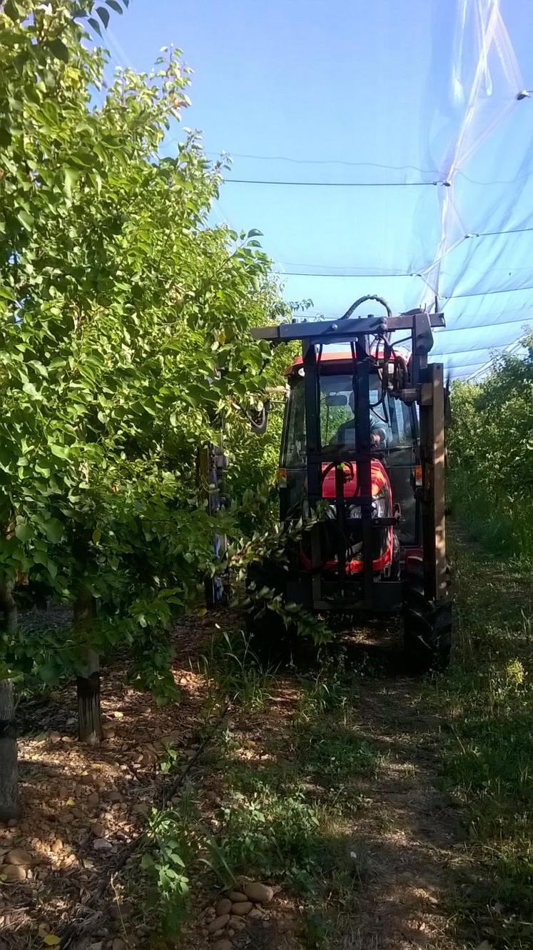 Le mur fruitier, ou plantation, en palmette permet un retour sur investissement plus rapide.