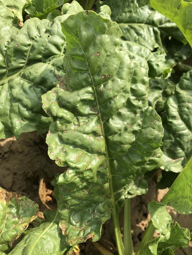 Les associations fongicides - cuivre apportent une meilleure efficacité, surtout pour la cercosporiose, quel que soit le produit testé (Spyrale ou Priori XTRA).