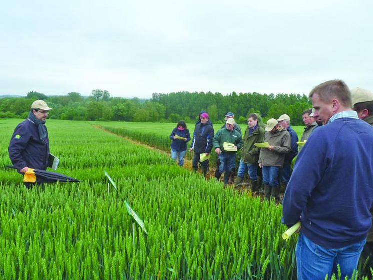 Visite des essais de variétés de blé, en terres de craie, à La Chaussée-Tirancourt avec Phillipe Pluquet.