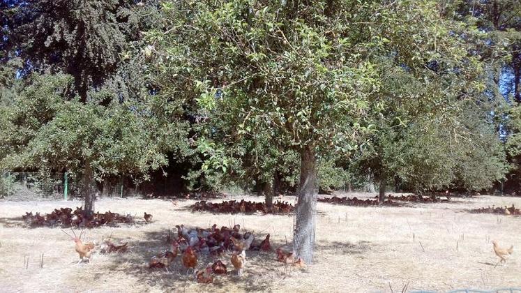 Les arbres qu’a plantés Marie-Paule Bertrandie dans son poulailler présentent de réels atouts : bien-être de l’animal et de l’éleveur, lutte contre l’érosion du sol, effet brise-vent…