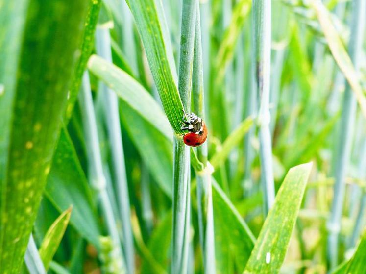 Les coccinelles se révèlent être de très bons auxiliaires des cultures.