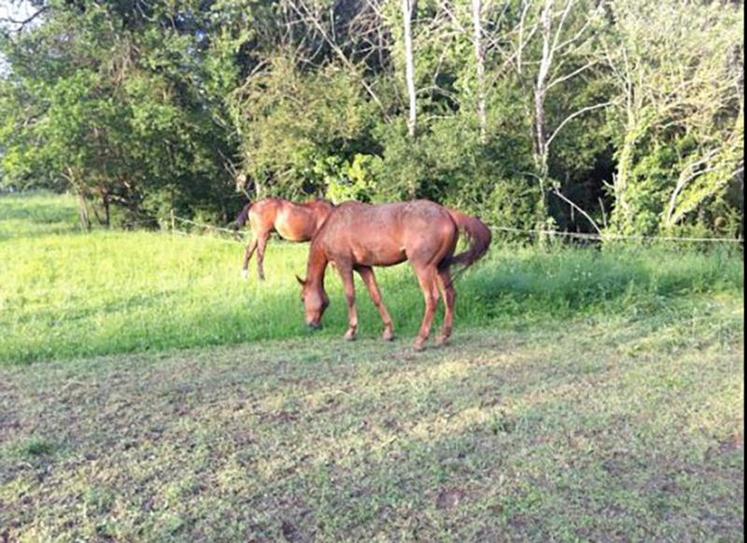 Comportement des chevaux au pâturage et production de la prairie ne sont pas faciles à gérer.