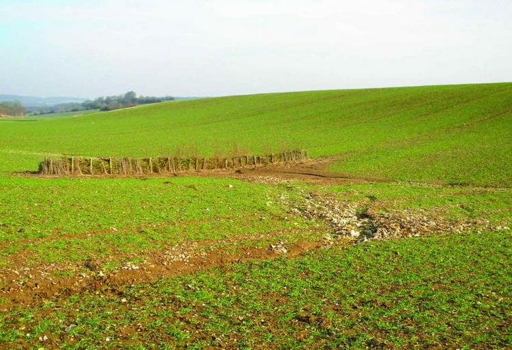 La fascine permet de réduire les problèmes d’érosion dans la parcelle.