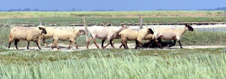 1 929 agneaux, pour un total de 41,5 t de viande, ont été dégustés l’année dernière. Mais ce début de saison, le client ne se bouscule pas au portillon.