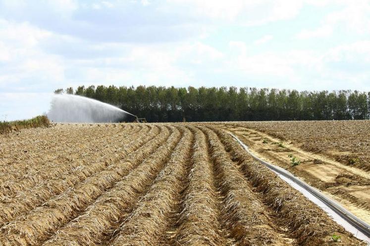 Les parcelles irriguées s’en sortent à peu près, mais celles dépourvues d’eau connaissent une nette baisse de rendement.