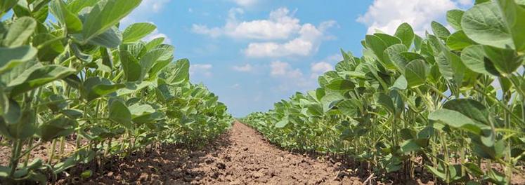 La France, qui importe la moitié de ses protéines, dont le soja, pour l’alimentation animale, veut inverser cette tendance.