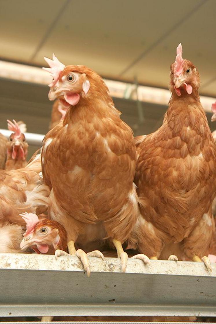 Volailles : embargo levé.