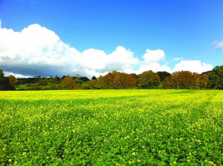 Il n'y a plus de date limite d'implantation des CIPAN, mais ces cultures doivent être m	aintenues pendant deux mois.