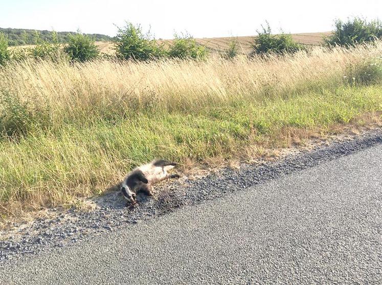 Les blaireaux causent, en plus des dégâts agricoles, des accidents de la circulation. 