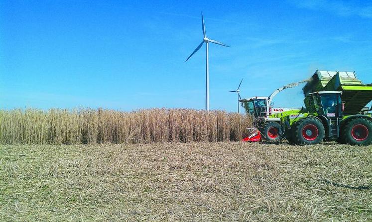 Récolte de miscanthus.