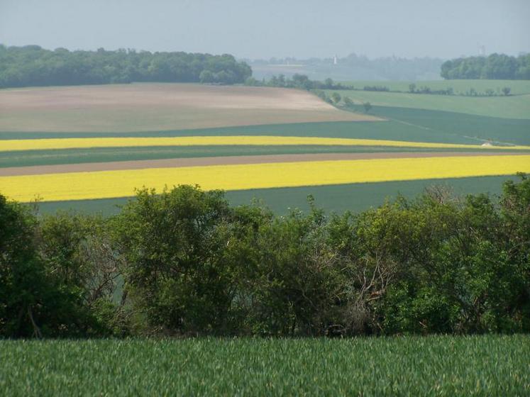 Les premiers tours de plaine avaient pour principales thématiques les stratégies de fertilisation et de désherbage des céréales.