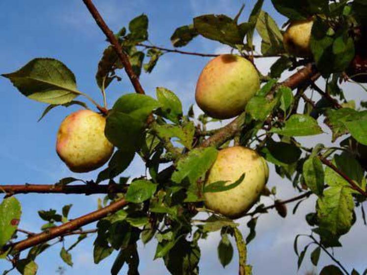 Les arboriculteurs, dont le siège d’exploitation se situe dans la Somme, peuvent réaliser une demande d’indemnisation 
de leurs pertes de récolte