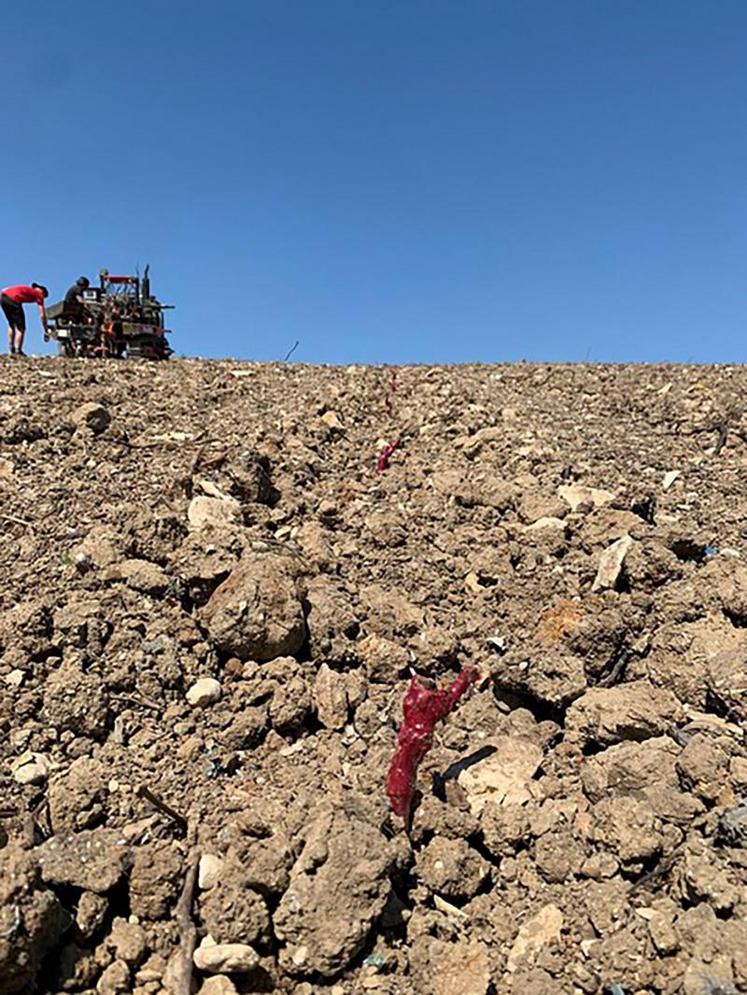 La plantation des premières vignes destinées à produire du vin 100 % Hauts-de-France a débuté le 4 mai.