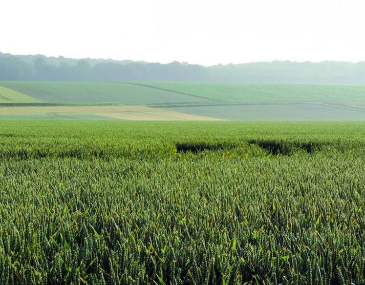 En Picardie le début de la récolte des blés est envisagé fin juillet, début août.