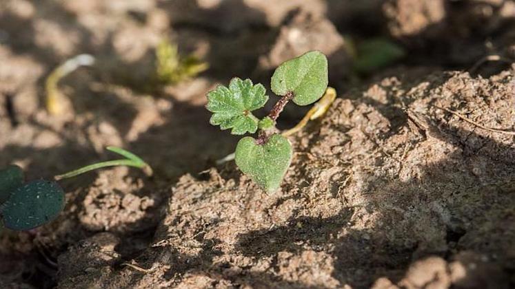 De manière générale, avec une arrivée de pluies tardives, avoir à intervenir sur des adventices un peu développées risque d’être le scénario le plus probable.