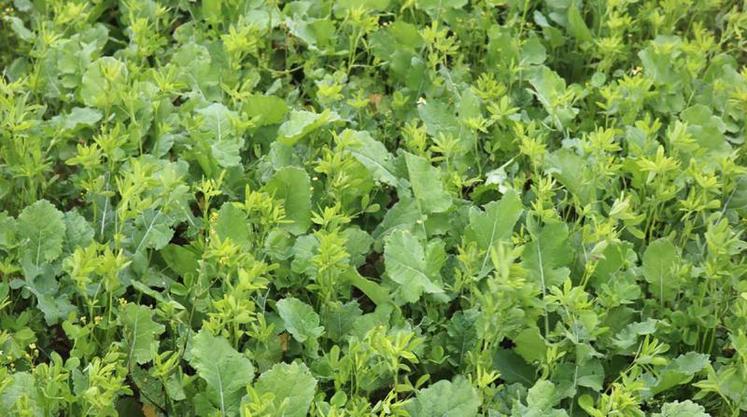 L’une des trente-six solutions inscrites au contrat : associer au colza 
une légumineuse, comme la féverole, pour limiter la présence de ravageurs.