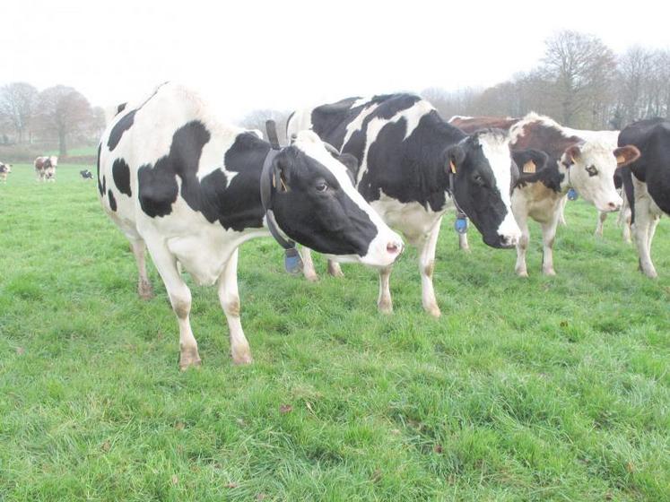 L’élevage souffre, dans son ensemble, d’un problème d’organisation de travail récurrent, d’une baisse du nombre d’éleveurs, ainsi que des effets de l’agribashing à son encontre : tel est le constat du comité d’orientation élevage.