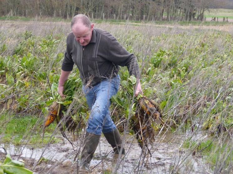 Rémy Moitrel doit arracher ses betteraves à la main. 