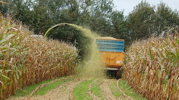 L‘éclatement du grain et le tassage sont les deux priorités du chantier de récolte de maïs ensilage.