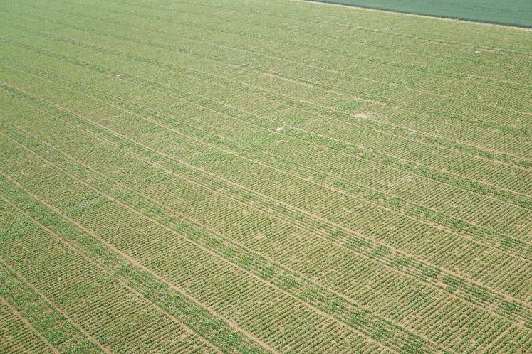 La plateforme de Curchy, de 8 ha (700 m de long sur 120 m de large, avec 6 000 parcelles d’essais), permet de tester 
le rendement en sucre/hectare et la dynamique de croissance de la betterave. 