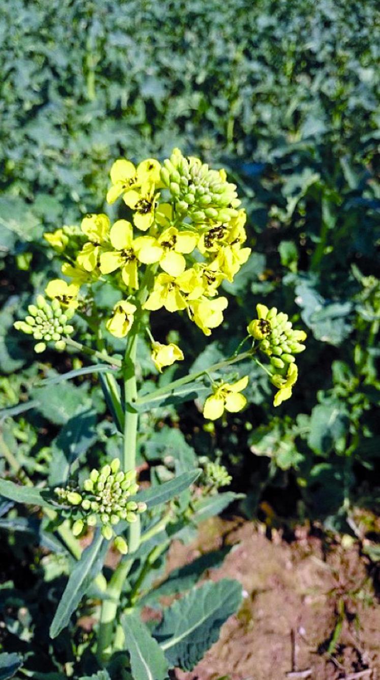 Mélangée à la variété d'intérêt Es Alicia fleurit très précocement et attire ainsi les méligèthes.