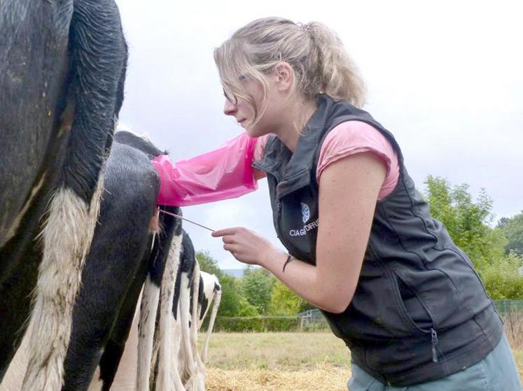 Gènes Diffusion a choisi de devenir OS en Prim’holstein et en Charolais dès juin 2019.