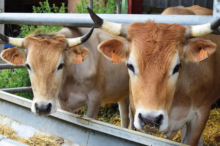 Aux vaches allaitantes Nantaises pourraient être associées des vaches d’autres races.