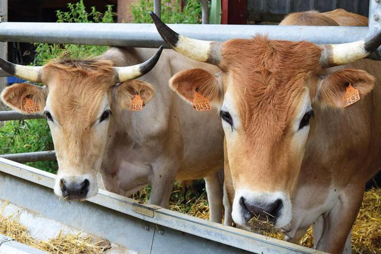 Aux vaches allaitantes Nantaises pourraient être associées des vaches d’autres races.