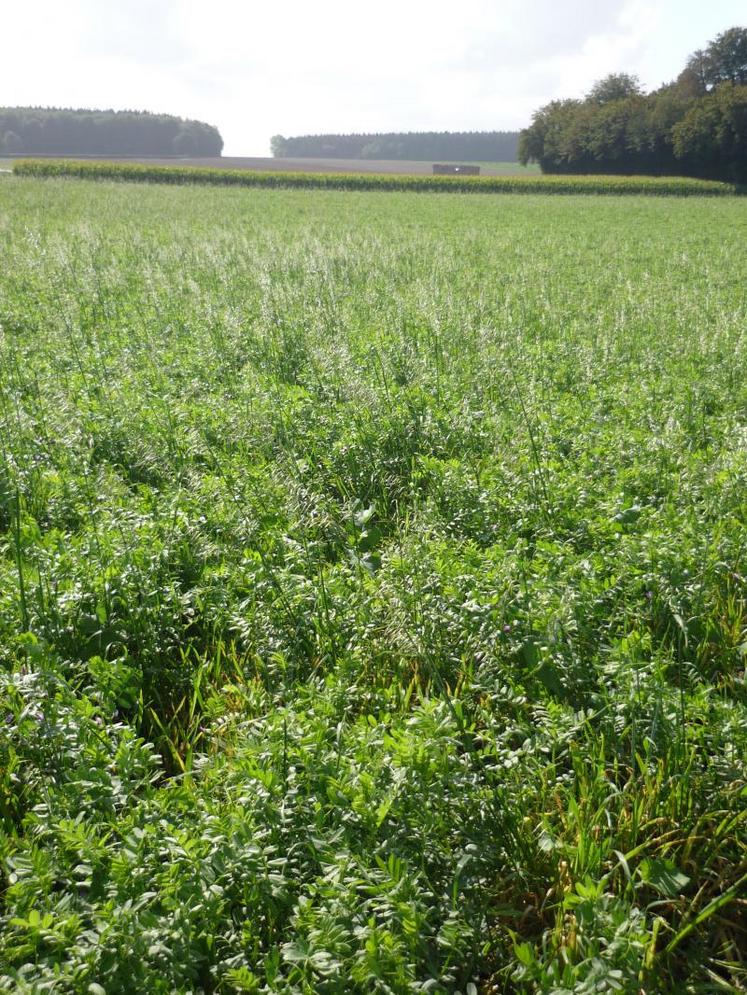 Avec de bonnes conditions climatiques et une implantation soignée, on peut espérer un rendement de 2 à 3 tonnes de MS. Ici, un mélange avoine et vesce.