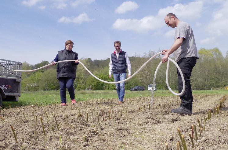 Cinq-mille boutures de saule romarin ont été plantées mi-avril. Dans un an, des jeunes pousses appelées osier devraient  atteindre 1 m à 1,20 m et pourront être récoltées.  